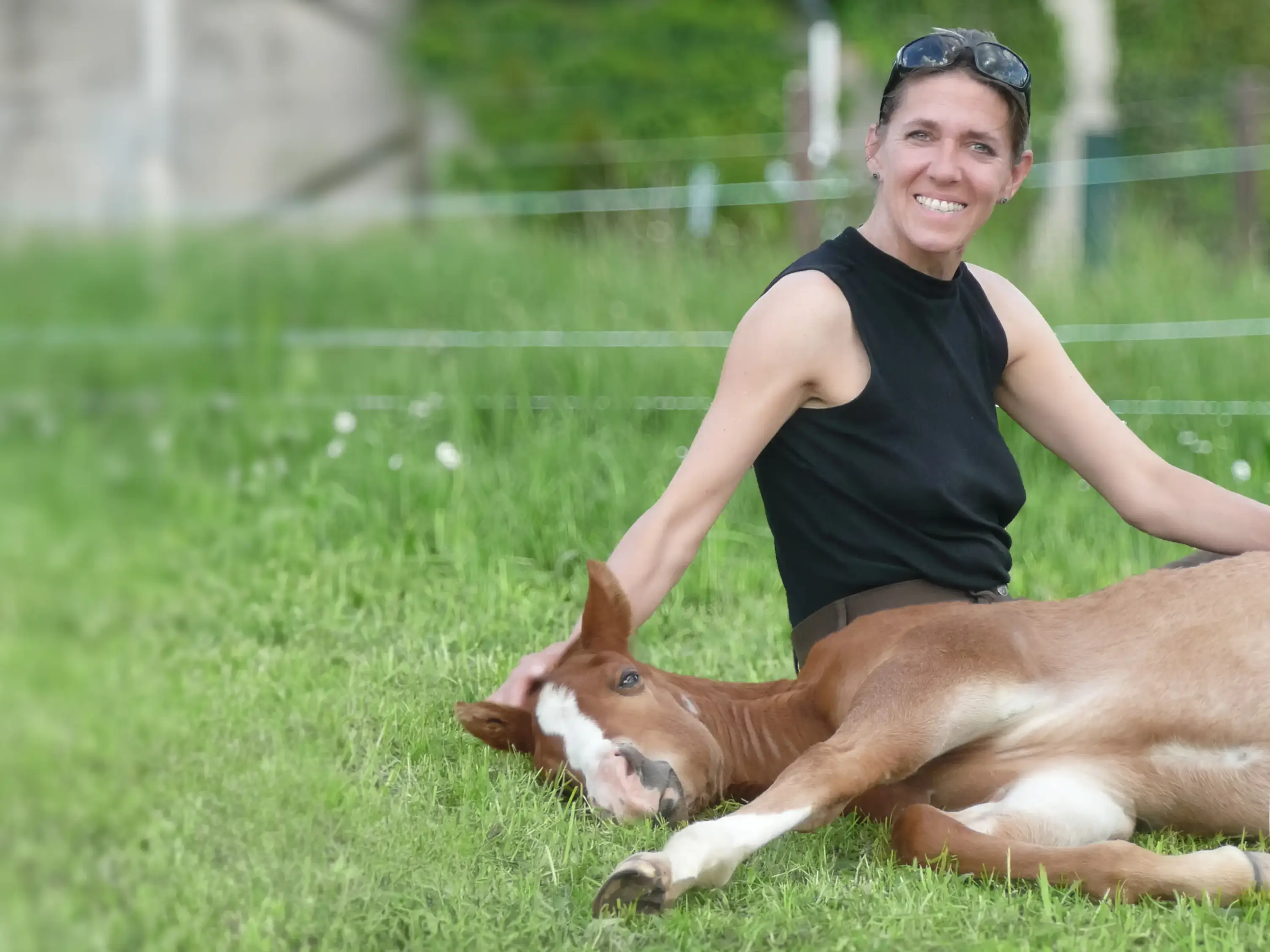 Quarter-Horse Fohlen „Fredi”